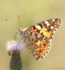 Attēlu rezultāti vaicājumam “Vanessa cardui underside”