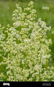 Attēlu rezultāti vaicājumam “Galium boreale flower”