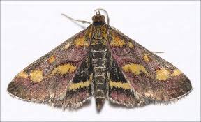 Attēlu rezultāti vaicājumam “Pyrausta cingulata”