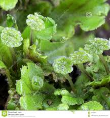 Attēlu rezultāti vaicājumam “Marchantiopsida”