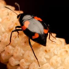 Attēlu rezultāti vaicājumam “Scaphidium quadrimaculatum”