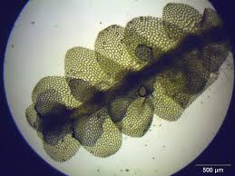 Attēlu rezultāti vaicājumam “Calypogeia muelleriana”