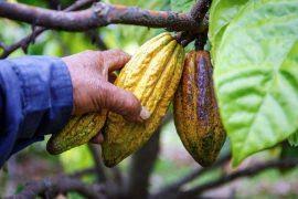 Attēlu rezultāti vaicājumam “Typha angustifolia  fruit”