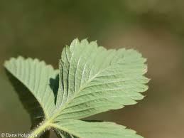 Attēlu rezultāti vaicājumam “Fragaria viridis”