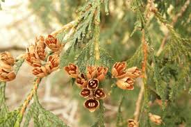 Attēlu rezultāti vaicājumam “Thuja occidentalis flower”