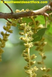 Attēlu rezultāti vaicājumam “Juglans mandshurica male flower”