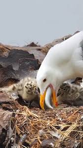 Attēlu rezultāti vaicājumam “Larus argentatus nest”