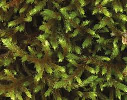 Attēlu rezultāti vaicājumam “Antitrichia curtipendula”