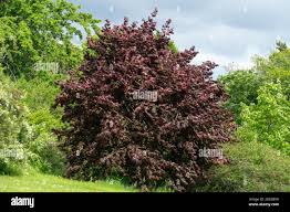 Attēlu rezultāti vaicājumam “Corylus colurna”