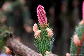 Attēlu rezultāti vaicājumam “Picea abies male flower”