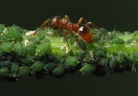 Attēlu rezultāti vaicājumam “Aphis confusa”