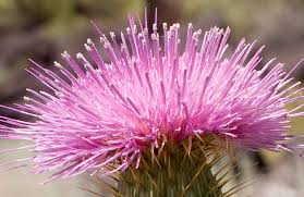 Attēlu rezultāti vaicājumam “Cirsium x rigens flower”