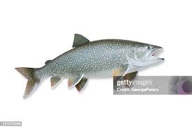 Image result for Salvelinus namaycush
