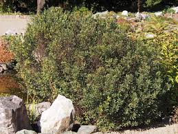 Attēlu rezultāti vaicājumam “Myrica gale”