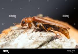 Attēlu rezultāti vaicājumam “Hylecoetus dermestoides female”