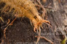 Attēlu rezultāti vaicājumam “Hydrochara caraboides”