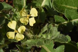 Attēlu rezultāti vaicājumam “Sisymbrium volgense flower”