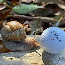 Attēlu rezultāti vaicājumam “Helix pomatia”