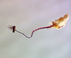 Attēlu rezultāti vaicājumam “Paradiacheopsis rigida stalked”