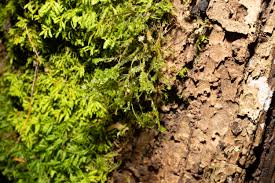 Attēlu rezultāti vaicājumam “Neckera pennata sporophyte”