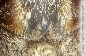 Attēlu rezultāti vaicājumam “Pisaura mirabilis cocoon”