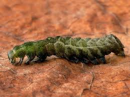 Attēlu rezultāti vaicājumam “Abrostola triplasia”