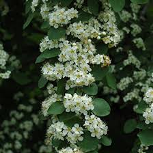 Attēlu rezultāti vaicājumam “Cotoneaster multiflorus”