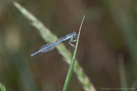 Attēlu rezultāti vaicājumam “Platycnemis pennipes male”