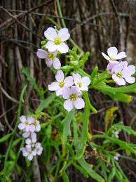 Attēlu rezultāti vaicājumam “Cakile maritima subsp. baltica flower”
