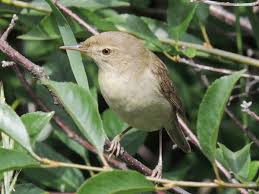 Attēlu rezultāti vaicājumam “Acrocephalus dumetorum”