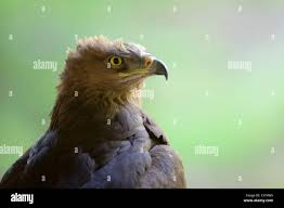 Attēlu rezultāti vaicājumam “Aquila pomarina”