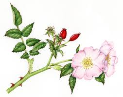 Image result for Rosa canina