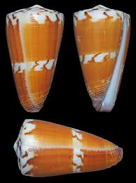 Attēlu rezultāti vaicājumam “Planorbis planorbis”