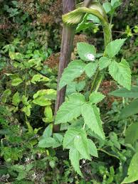 Attēlu rezultāti vaicājumam “Angelica palustris”