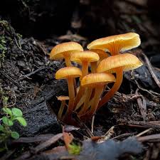 Attēlu rezultāti vaicājumam “Xeromphalina campanella”