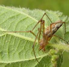 Attēlu rezultāti vaicājumam “Tetragnatha montana”