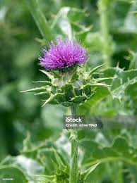 Image result for Silybum marianum