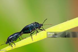 Attēlu rezultāti vaicājumam “Zicrona caerulea”