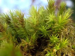 Attēlu rezultāti vaicājumam “Orthotrichum lyellii”