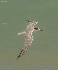 Image result for Sterna dougallii