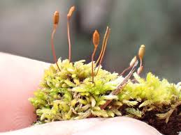 Attēlu rezultāti vaicājumam “Brachythecium albicans sporophyte”