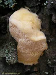 Attēlu rezultāti vaicājumam “Diplomitoporus flavescens”