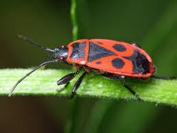 Attēlu rezultāti vaicājumam “Pyrrhocoris apterus imago”