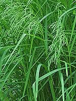 Attēlu rezultāti vaicājumam “Glyceria striata”