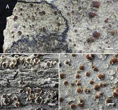 Attēlu rezultāti vaicājumam “Lecanactis abietina”