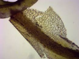 Attēlu rezultāti vaicājumam “Oxystegus tenuirostris”