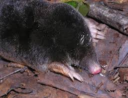 Attēlu rezultāti vaicājumam “Talpa europaea”