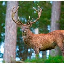 Attēlu rezultāti vaicājumam “Cervus elaphus”