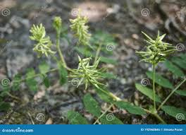 Attēlu rezultāti vaicājumam “Astragalus glycyphyllos fruit”
