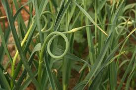 Attēlu rezultāti vaicājumam “Allium sativum fruit”